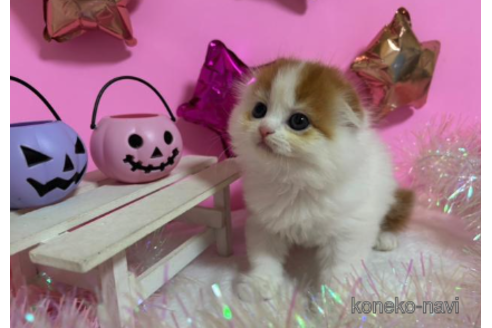 成約済の大阪府のスコティッシュフォールド-68371の2枚目